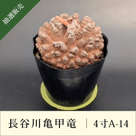 亀甲竜 4寸 品番：4寸A-14
