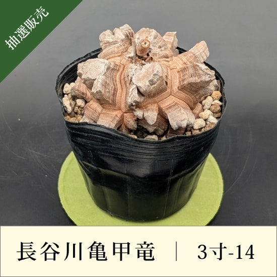 亀甲竜 3寸 品番：3寸-14
