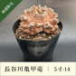 亀甲竜 5寸 品番：5寸-14