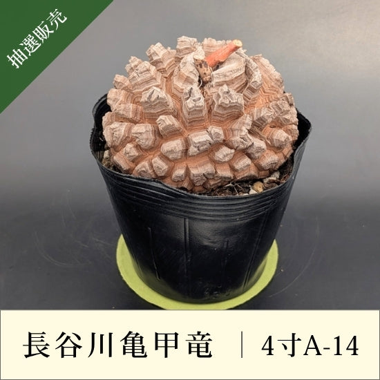 亀甲竜 4寸 品番：4寸A-14