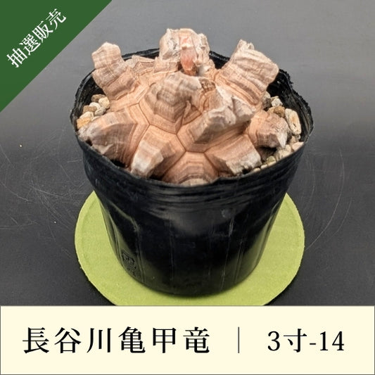 亀甲竜 3寸 品番：3寸-14