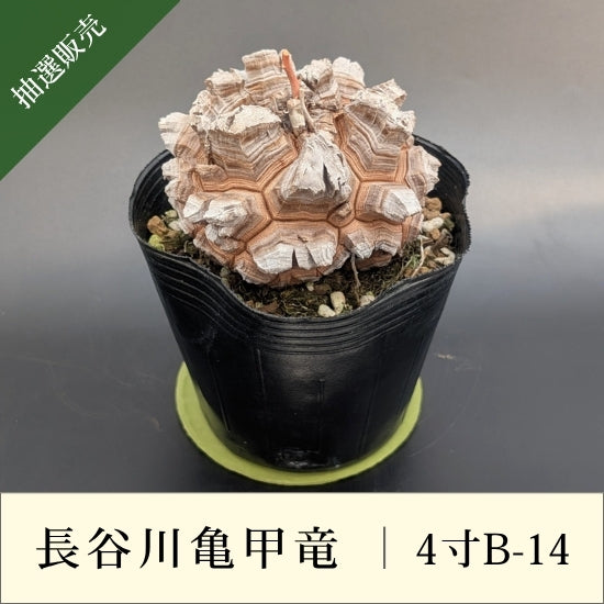 亀甲竜 4寸 品番：4寸B-14