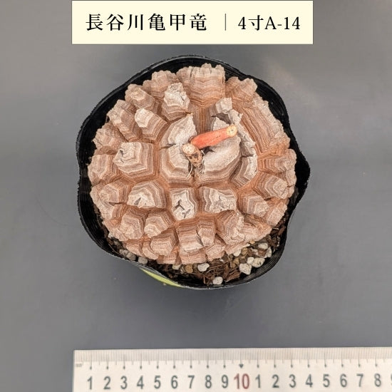 亀甲竜 4寸 品番：4寸A-14 – はせがわナーセリー