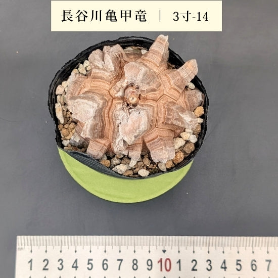 亀甲竜 3寸 品番：3寸-14