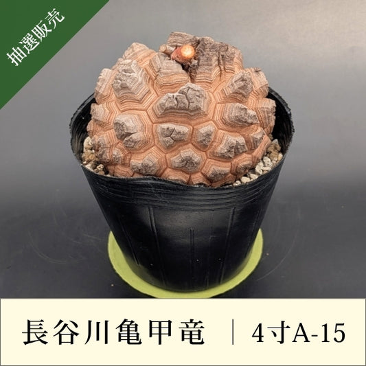 亀甲竜 4寸 品番：4寸A-15