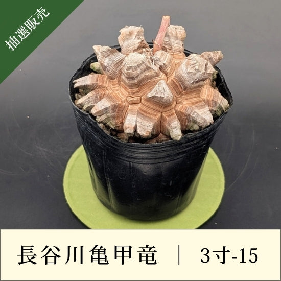 亀甲竜 3寸 品番：3寸-15
