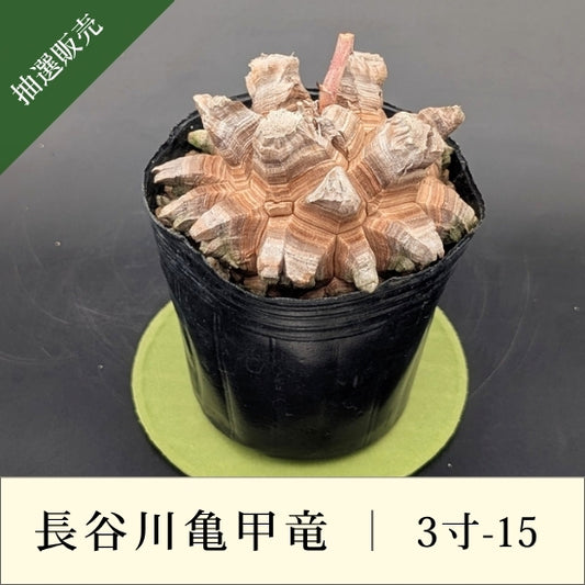 亀甲竜 3寸 品番：3寸-15