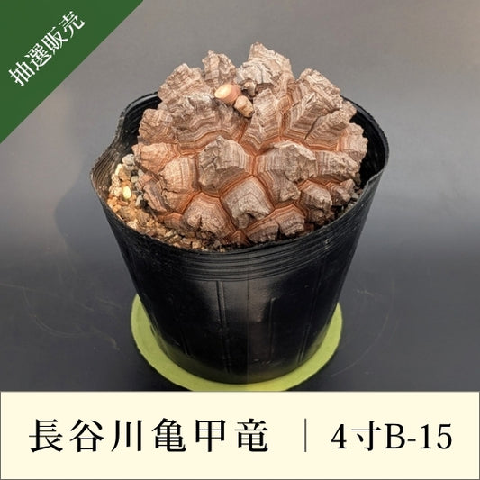 亀甲竜 4寸 品番：4寸B-15
