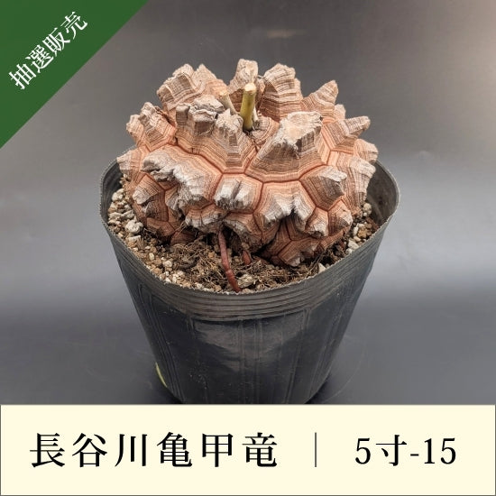 亀甲竜 5寸 品番：5寸-15