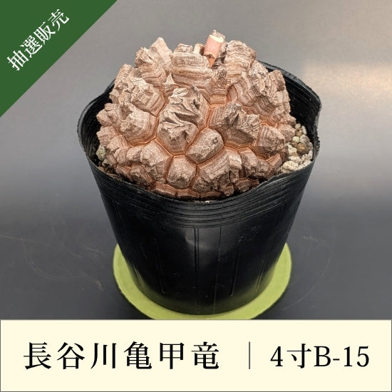 亀甲竜 4寸 品番：4寸B-15