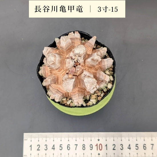 亀甲竜 3寸 品番：3寸-15