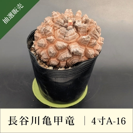 亀甲竜 4寸 品番：4寸A-16