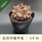 亀甲竜 5寸 品番：5寸-16