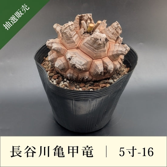 亀甲竜 5寸 品番：5寸-16