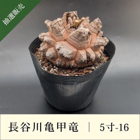 亀甲竜 5寸 品番：5寸-16