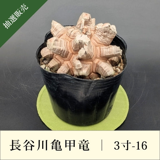 亀甲竜 3寸 品番：3寸-16