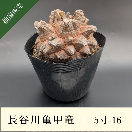 亀甲竜 5寸 品番：5寸-16