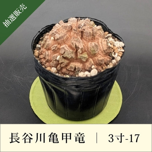 亀甲竜 3寸 品番：3寸-17