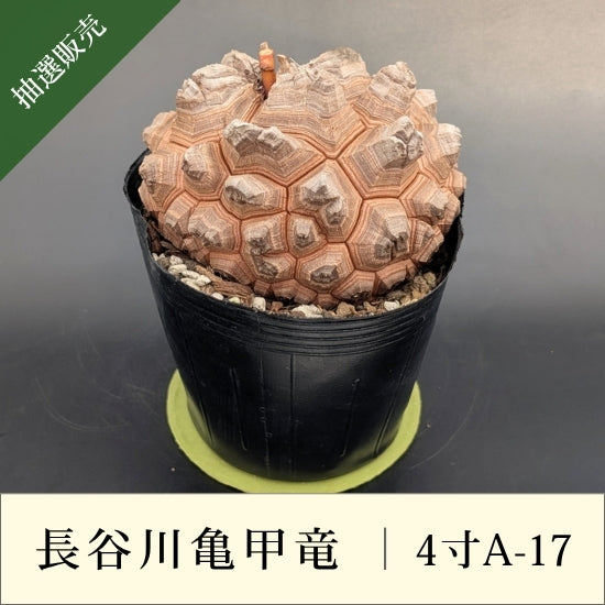 亀甲竜 4寸 品番：4寸A-17