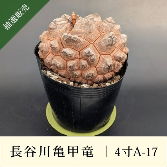 亀甲竜 4寸 品番：4寸A-17