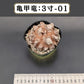 テスト用商品C