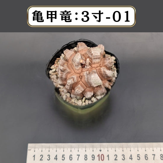 テスト用商品C