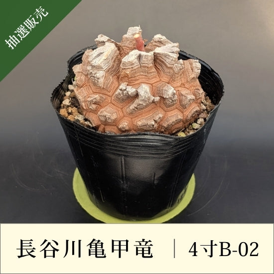 亀甲竜 4寸 品番：4寸B-02 – はせがわナーセリー