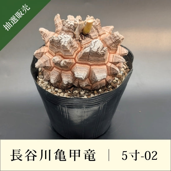 亀甲竜 5寸 品番：5寸-02