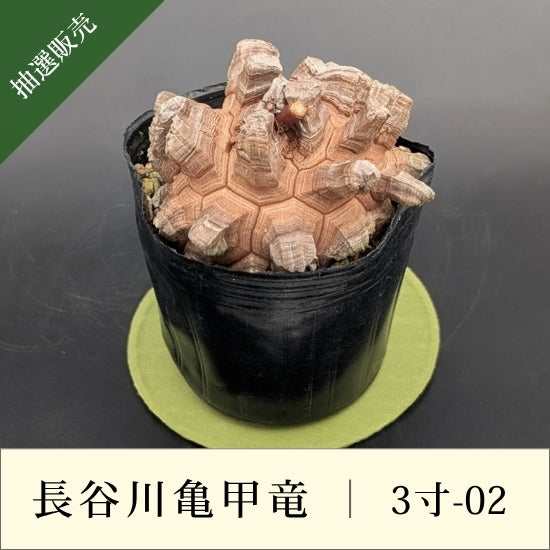亀甲竜 3寸 品番：3寸-02