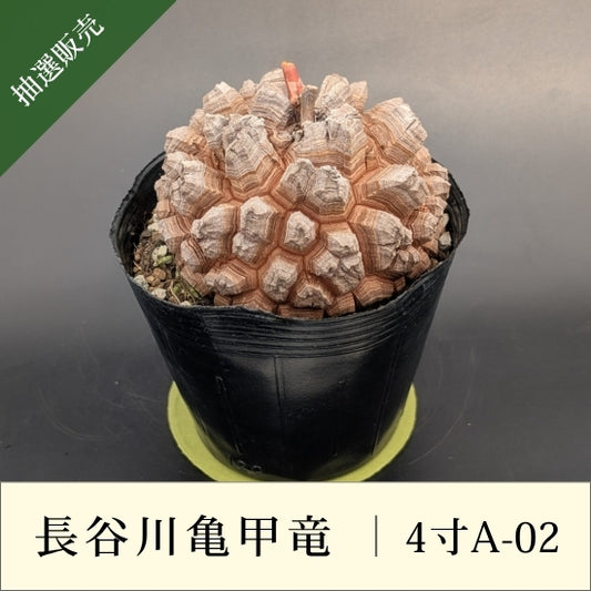 亀甲竜 4寸 品番：4寸A-02