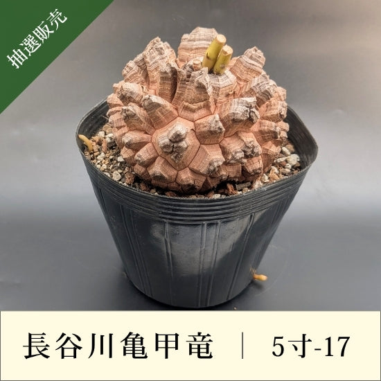 亀甲竜 5寸 品番：5寸-17