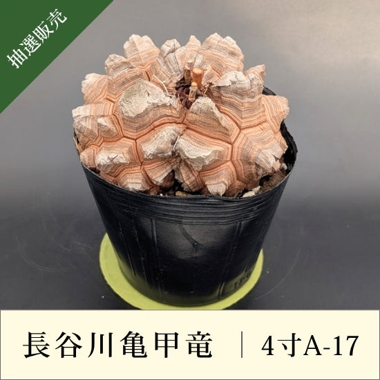 亀甲竜 4寸 品番：4寸A-17