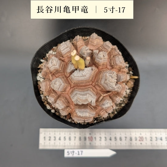 亀甲竜 5寸 品番：5寸-17