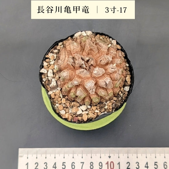 亀甲竜 3寸 品番：3寸-17