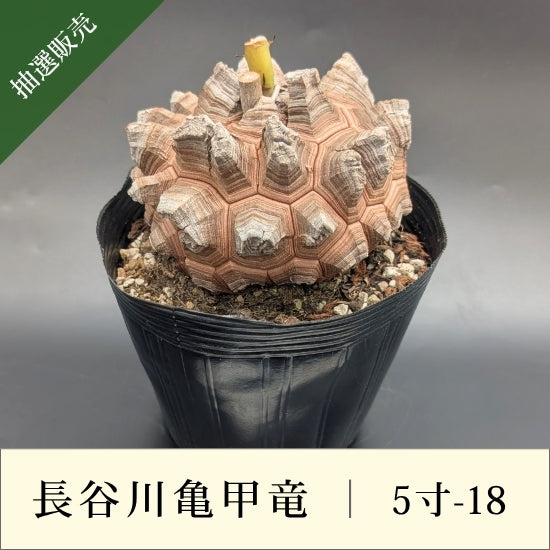 亀甲竜 5寸 品番：5寸-18