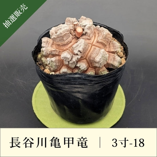亀甲竜 3寸 品番：3寸-18