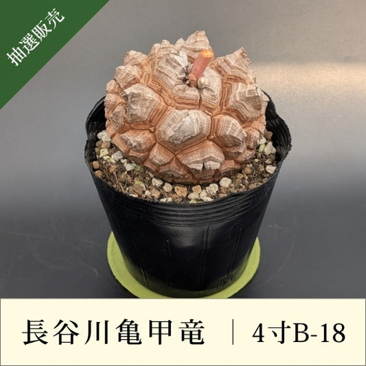 亀甲竜 4寸 品番：4寸B-18