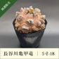 亀甲竜 5寸 品番：5寸-18