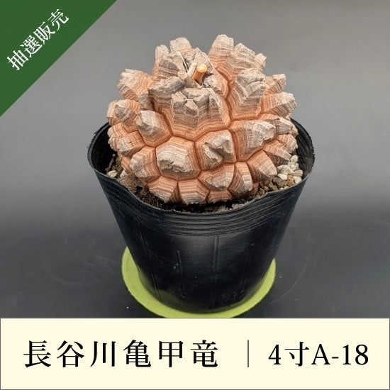 亀甲竜 4寸 品番：4寸A-18 – はせがわナーセリー