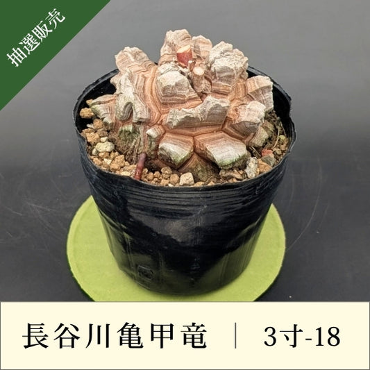 亀甲竜 3寸 品番：3寸-18