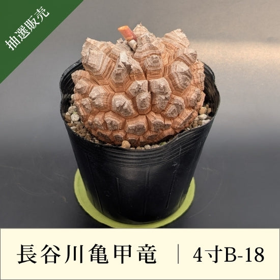 亀甲竜 4寸 品番：4寸B-18 – はせがわナーセリー