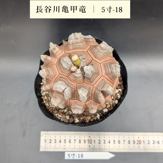 亀甲竜 5寸 品番：5寸-18