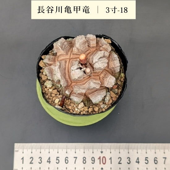 亀甲竜 3寸 品番：3寸-18