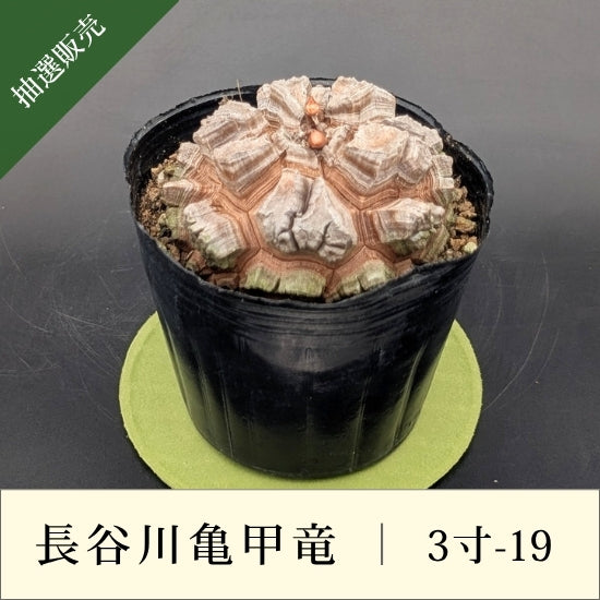 はせがわナーセリー