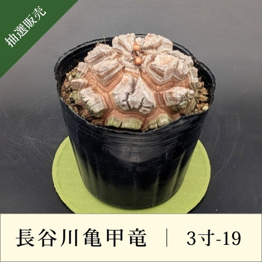 亀甲竜 3寸 品番：3寸-19