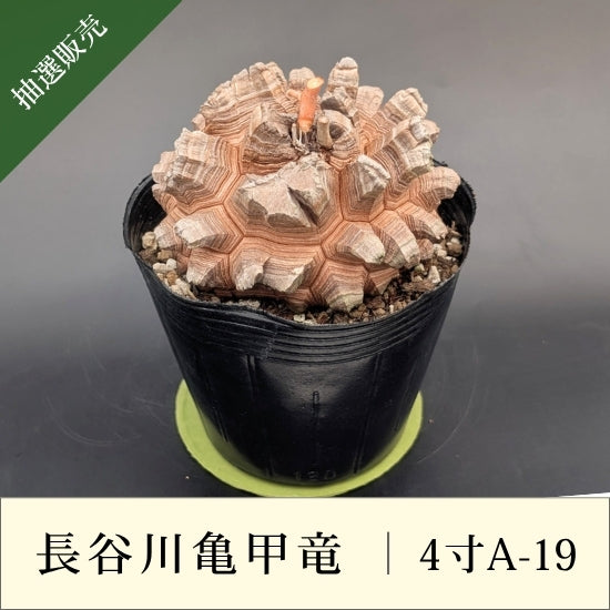亀甲竜 4寸 品番：4寸A-19
