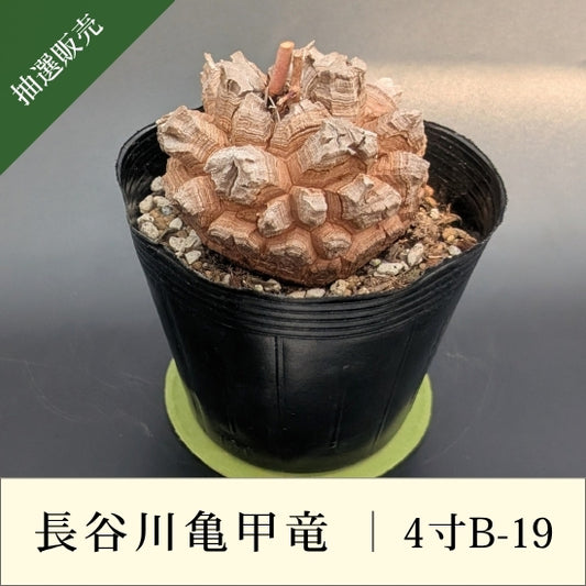 亀甲竜 4寸 品番：4寸B-19