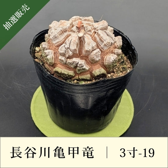 亀甲竜 3寸 品番：3寸-19