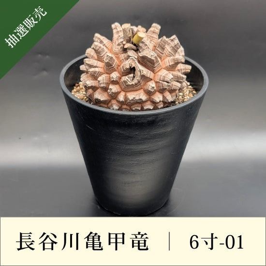 亀甲竜 6寸 品番：6寸-01