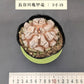 亀甲竜 3寸 品番：3寸-19